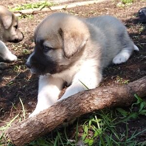 Meet your Posher, Emelia